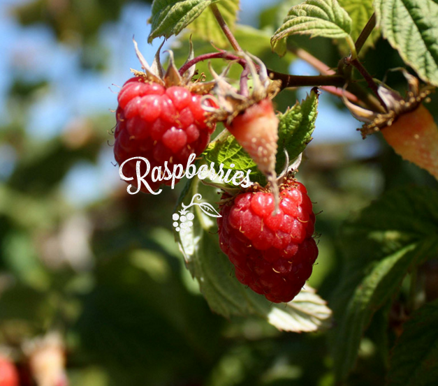 Red Raspberry  - HARVEST 52